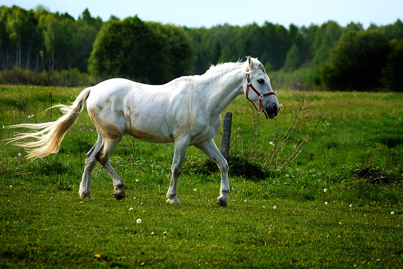 Cavalo branco galopando em pasto.