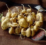04-Maca-peruana