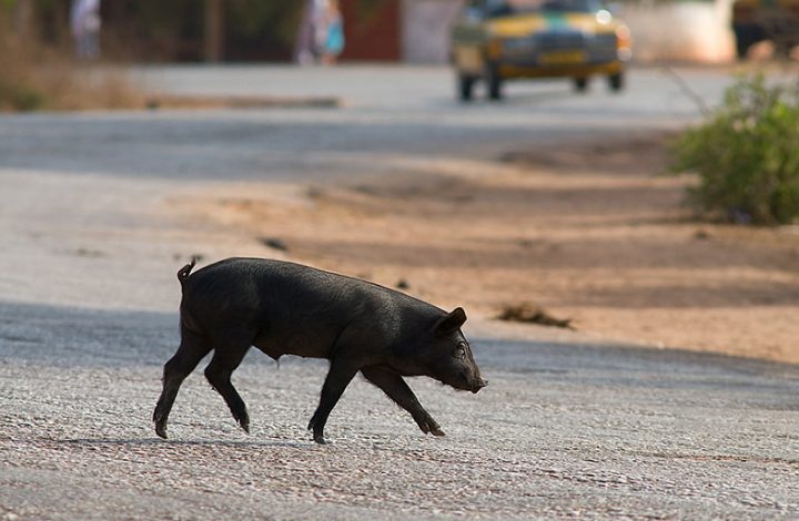 TJES nega ação para que o Município de Cariacica recolha animais de grande porte
