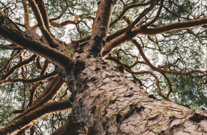 Dia Mundial do Meio Ambiente: Núcleo Socioambiental propõe reflexão sobre sustentabilidade