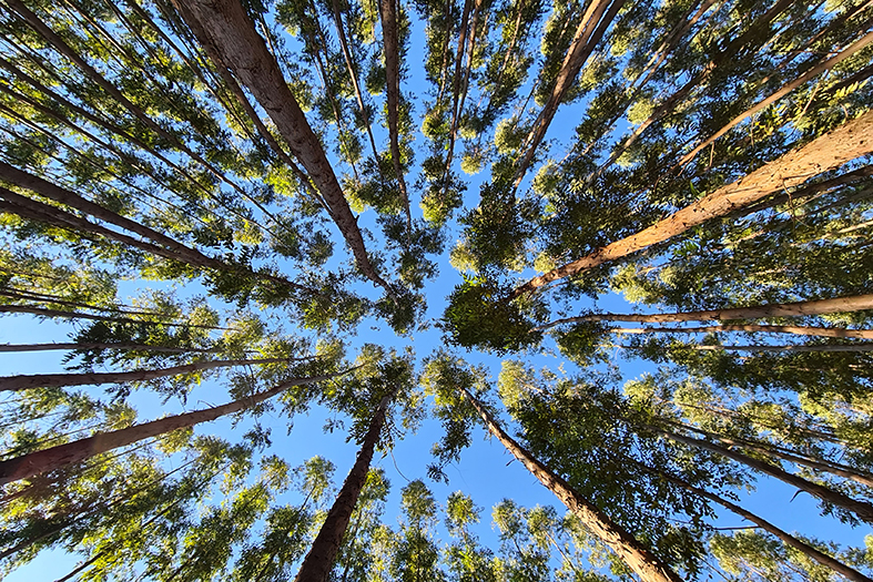 Copa de várias árvores de eucalipto do ponto de vista de baixo para cima.