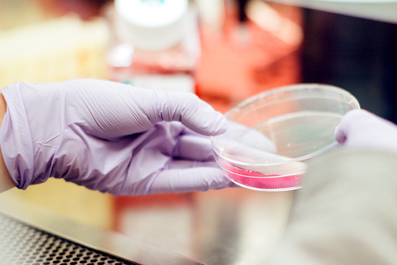 Mão com luvas lilás segura um prato de petri em um laboratório