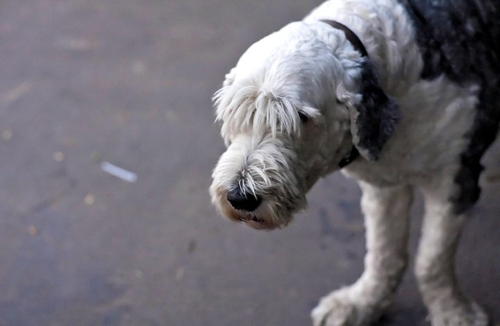 Pet Shop é condenado por devolver cachorro com ferimentos após tosa, em Nova Venécia