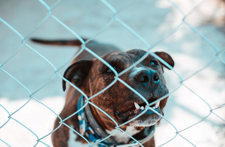 Negada indenização a mulher que foi mordida por cachorro ao tentar ver imóvel para locação