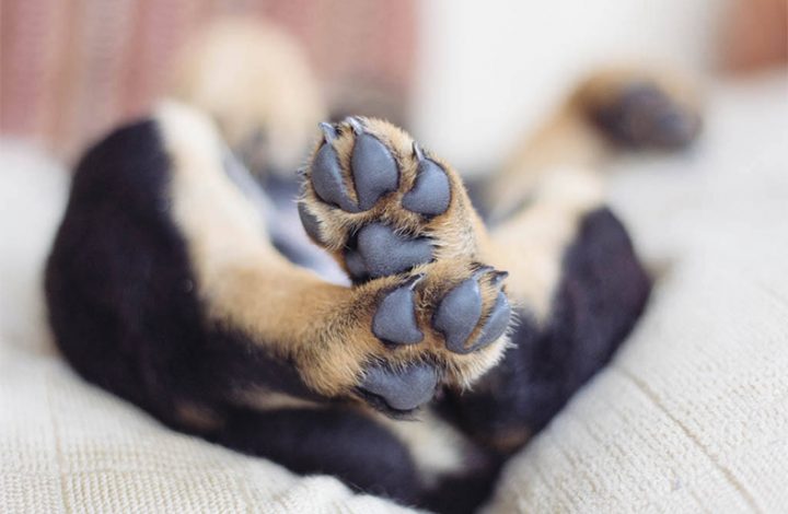 Canil que vendeu filhotes de Rottweiler com cinomose deverá restituir cliente em Venda Nova do Imigrante