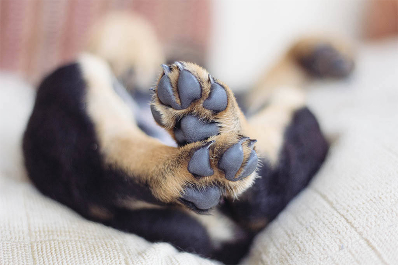 Detalhe de patas de um cachorro com pelagem escura.