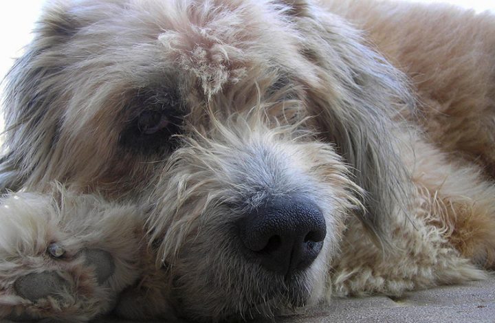 Negado pedido indenizatório de mulher cujo cachorro teria falecido devido a erro em diagnóstico