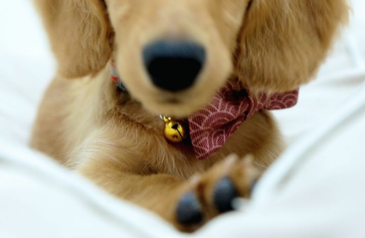 Donos de cachorro que faleceu 10 dias após ser adquirido devem ser ressarcidos