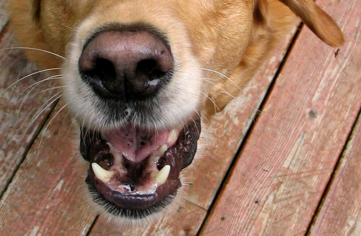 Latidos na madrugada: dono de oficina deve retirar cachorros de garagem sob risco de multa