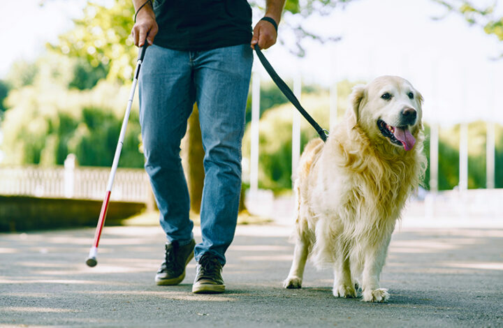 Aprovada Resolução que assegura ingresso de pessoas com deficiência acompanhadas de animais de assistência no PJES