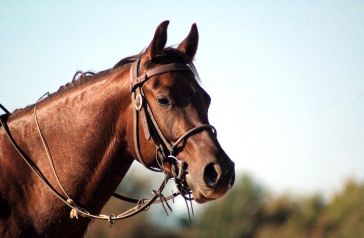 Morador de Alegre deve ser indenizado após seu cavalo de estimação morrer eletrocutado