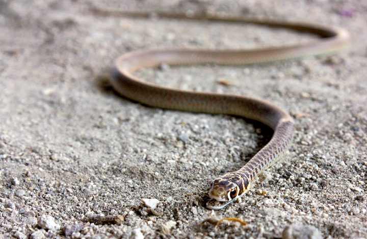 Homem picado no rosto por cobra deve ser indenizado em mais de R$ 5 mil pelo Estado e por Município