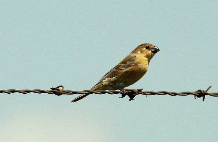 Justiça condena homem que mantinha aves silvestres em casa em Nova Venécia