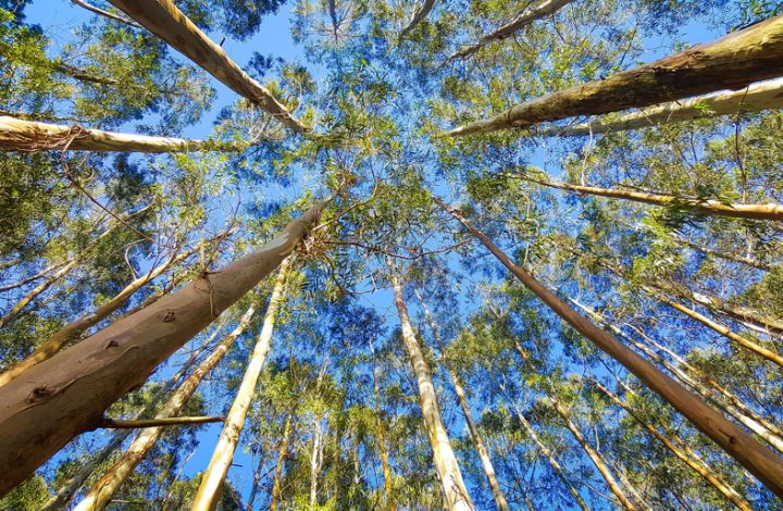 Câmara Cível do TJES mantém decisão que proíbe plantio de eucalipto em Montanha