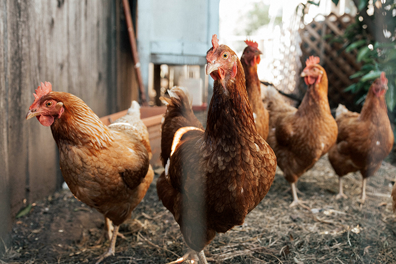 Quatro galinhas de cor marrom em um galinheiro.