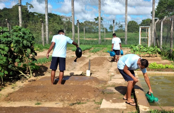 Adolescentes da Unis Norte cultivam horta e entregam primeiros produtos colhidos às famílias