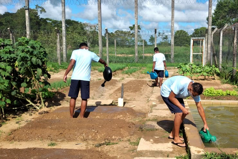 tr~es adolescente cultivam uma horta