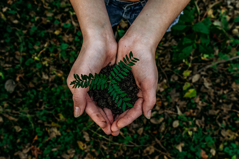 Mãos segurando um punhado de terra com uma planta fincada nele. Ao fundo pode-se ver mais plantas no chão.