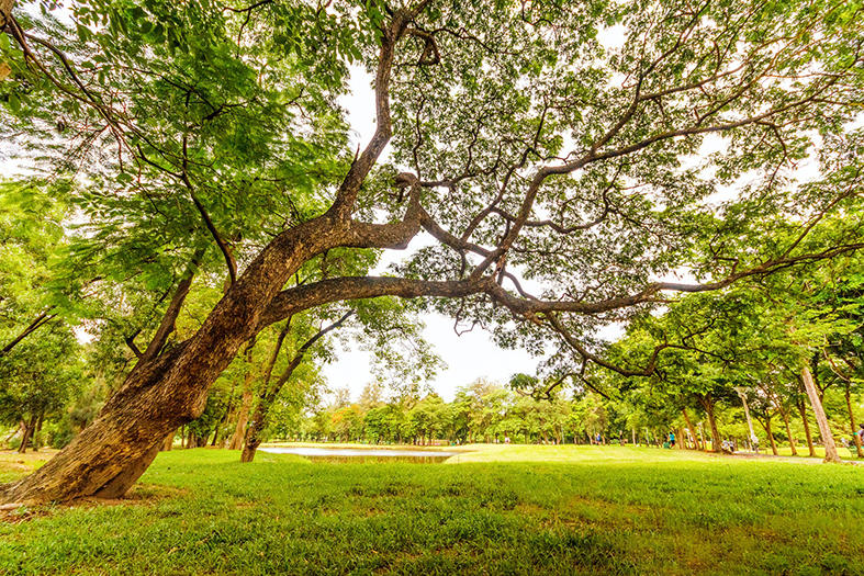 área ampla verde com gramado e árvores.