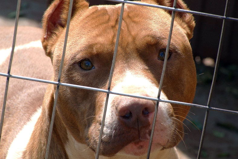 Cão da raça pitbull olha o fotografo através de uma grade.