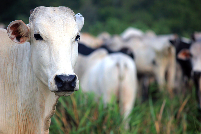 Rebanho de vacas da raça nelore.