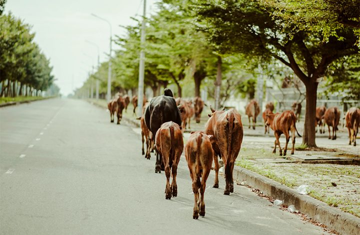 Empresa deve ser indenizada após acidente de trânsito envolvendo animais em rodovia